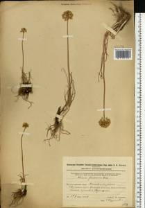 Allium flavescens Besser, Eastern Europe, Eastern region (E10) (Russia)
