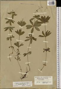 Galium odoratum (L.) Scop., Siberia, Russian Far East (S6) (Russia)