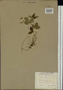 Fragaria viridis Duchesne, Eastern Europe, North Ukrainian region (E11) (Ukraine)