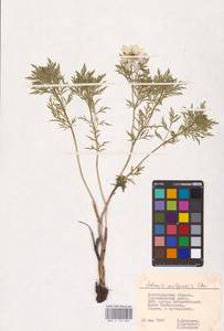 Adonis volgensis DC., Eastern Europe, Lower Volga region (E9) (Russia)