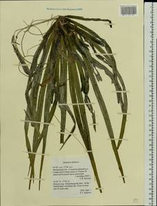 Stratiotes aloides L., Eastern Europe, Moscow region (E4a) (Russia)