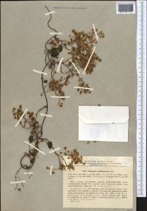 Fallopia baldschuanica (Regel) Holub, Middle Asia, Pamir & Pamiro-Alai (M2) (Tajikistan)