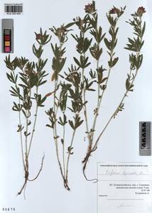 KUZ 000 828, Trifolium lupinaster L., Siberia, Altai & Sayany Mountains (S2) (Russia)
