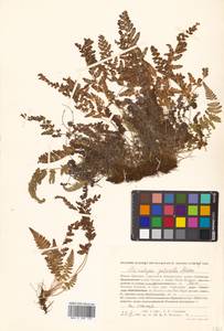 Sitobolium hirsutum (Sw.) L. A. Triana & Sundue, Siberia, Russian Far East (S6) (Russia)