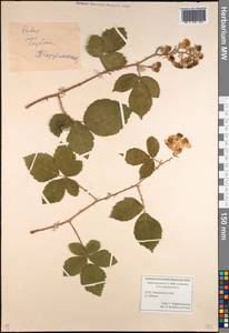 Rubus procerus P. J. Müll. ex Boulay, Eastern Europe, West Ukrainian region (E13) (Ukraine)