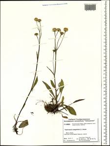 Tephroseris integrifolia (L.) Holub, Siberia, Central Siberia (S3) (Russia)