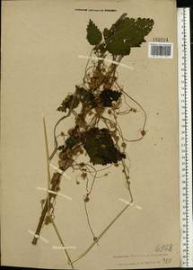 Cuscuta europaea L., Eastern Europe, Central forest region (E5) (Russia)