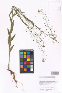 Camelina microcarpa Andrz. ex DC., Eastern Europe, Moscow region (E4a) (Russia)