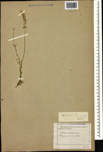 Polygala comosa Schkuhr, Caucasus, Georgia (K4) (Georgia)