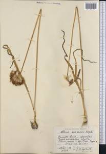 Allium suworowii Regel, Middle Asia, Pamir & Pamiro-Alai (M2) (Tajikistan)
