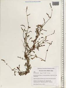 Persicaria minor (Huds.) Opiz, Eastern Europe, Central forest region (E5) (Russia)