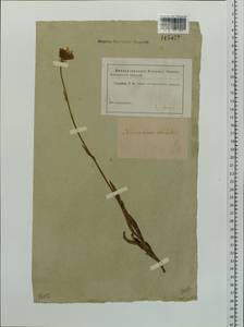 Pilosella echioides subsp. echioides, Siberia (no precise locality) (S0) (Russia)