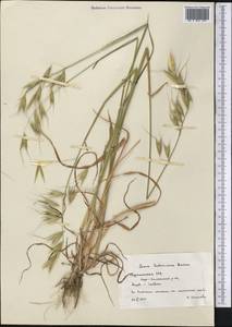 Avena sterilis subsp. ludoviciana (Durieu) Gillet & Magne, Middle Asia, Kopet Dag, Badkhyz, Small & Great Balkhan (M1) (Turkmenistan)