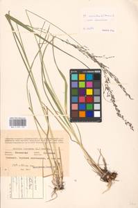 Molinia caerulea (L.) Moench, Eastern Europe, Moscow region (E4a) (Russia)