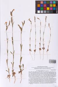 Silene subconica Friv., Eastern Europe, South Ukrainian region (E12) (Ukraine)