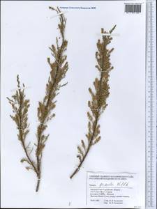 Tamarix gracilis Willd., Middle Asia, Caspian Ustyurt & Northern Aralia (M8) (Kazakhstan)