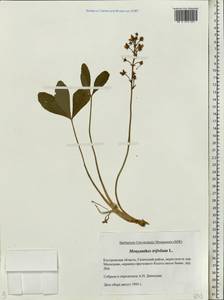 Menyanthes trifoliata L., Eastern Europe, Central forest region (E5) (Russia)