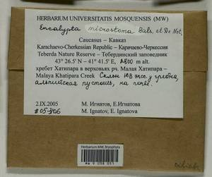 Encalypta microstoma Bals.-Criv. & De Not., Bryophytes, Bryophytes - North Caucasus & Ciscaucasia (B12) (Russia)