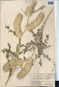 Astragalus alopecias Pall., Middle Asia, Western Tian Shan & Karatau (M3) (Kyrgyzstan)