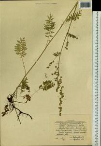 Artemisia tanacetifolia L., Siberia, Yakutia (S5) (Russia)