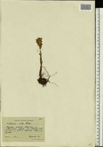 Orobanche alba Steph. ex Willd., Eastern Europe, Central forest-and-steppe region (E6) (Russia)