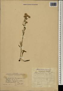 Erigeron acris subsp. acris, Caucasus, Armenia (K5) (Armenia)