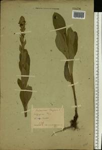 Verbascum thapsus L., Eastern Europe, Belarus (E3a) (Belarus)