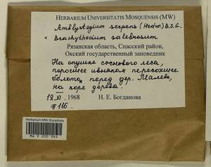 Amblystegium serpens (Hedw.) Schimp., Bryophytes, Bryophytes - Middle Russia (B6) (Russia)