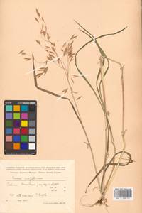 Bromus pumpellianus Scribn., Siberia, Russian Far East (S6) (Russia)