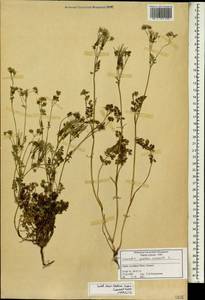 Scandix pecten-veneris L., South Asia, South Asia (Asia outside ex-Soviet states and Mongolia) (ASIA) (Syria)