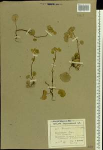 Chrysosplenium alternifolium L., Eastern Europe, North Ukrainian region (E11) (Ukraine)