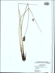 Juncus inflexus L., Eastern Europe, Central region (E4) (Russia)