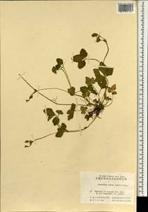 Potentilla indica (Andr.) Wolf, South Asia, South Asia (Asia outside ex-Soviet states and Mongolia) (ASIA) (China)