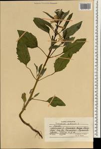 Sesamum indicum, South Asia, South Asia (Asia outside ex-Soviet states and Mongolia) (ASIA) (Afghanistan)