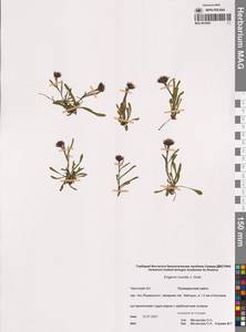 Erigeron humilis Graham, Siberia, Chukotka & Kamchatka (S7) (Russia)