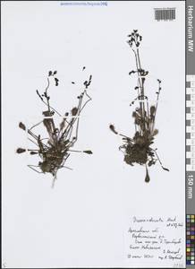 Drosera × obovata Mert. & W.D.J.Koch, Eastern Europe, Central forest region (E5) (Russia)