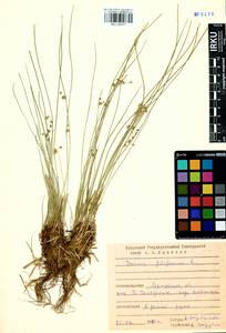 Juncus filiformis L., Siberia, Baikal & Transbaikal region (S4) (Russia)