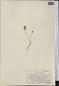 Ranunculus nivalis L., America (AMER) (Greenland)