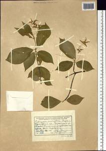 Euonymus macropterus Rupr., Siberia, Russian Far East (S6) (Russia)