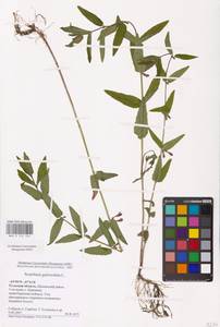 MHA 0 155 354, Scutellaria galericulata L., Eastern Europe, Central region (E4) (Russia)