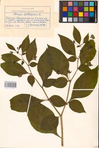 MHA 0 158 574, Atropa belladonna L., Eastern Europe, West Ukrainian region (E13) (Ukraine)