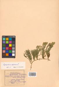 Diphasiastrum alpinum (L.) Holub, Siberia, Russian Far East (S6) (Russia)