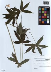Anemonastrum dichotomum (L.) Mosyakin, Siberia, Altai & Sayany Mountains (S2) (Russia)