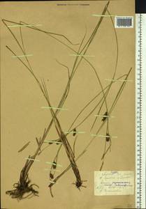 Carex songorica Kar. & Kir., Siberia, Altai & Sayany Mountains (S2) (Russia)