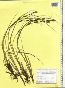 Carex acuta L., Siberia, Central Siberia (S3) (Russia)