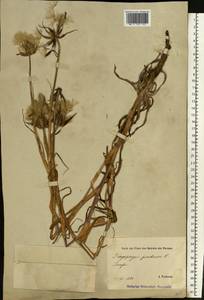 Tragopogon pratensis L., Eastern Europe, Estonia (E2c) (Estonia)