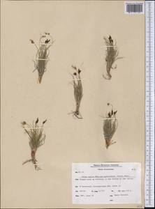 Carex supina var. spaniocarpa (Steud.) B.Boivin, America (AMER) (Greenland)