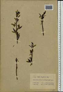 Salix fragilis L., Eastern Europe, Moscow region (E4a) (Russia)