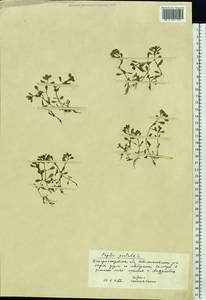 Lythrum portula (L.) D. A. Webb, Eastern Europe, South Ukrainian region (E12) (Ukraine)