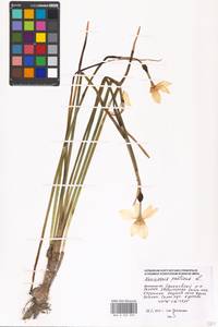 Narcissus poeticus L., Eastern Europe, Moscow region (E4a) (Russia)